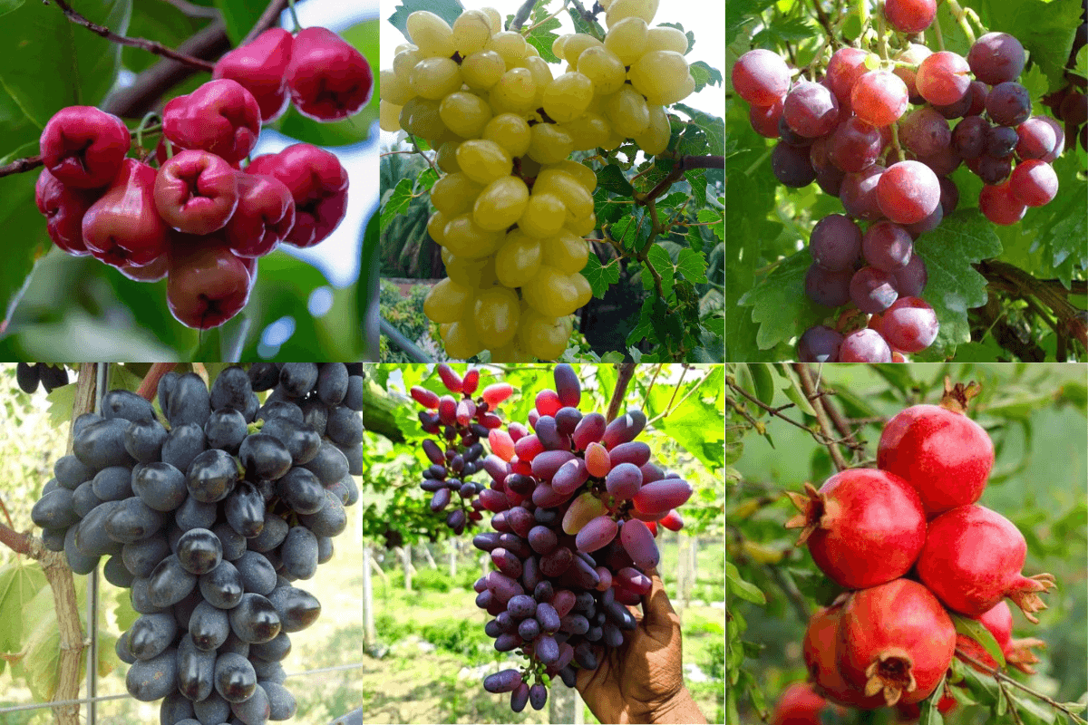 সতেজ ফলগাছ আপনার দোরগোড়ায়