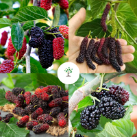 মালবেরি