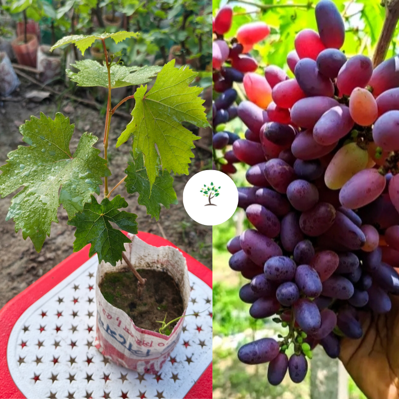 বাইকুনুর আঙুর