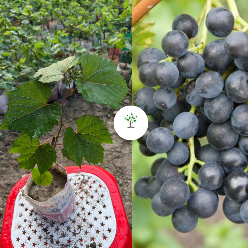 মাসকাট ব্লু