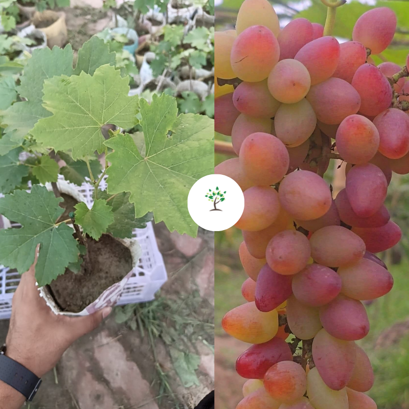 ডোভস্কি পিংক