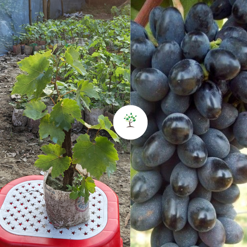 ব্লাক ম্যাজিক