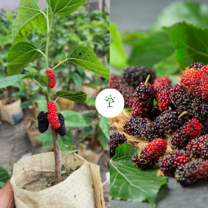 তুর্কি মালবেরি